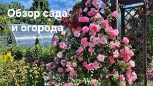 Обзор сада и огорода в конце июня. Розарий. Новинки для сада. Пруд.