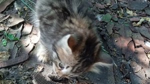 Котёнку 2 месяца, сам поймал ящерицу