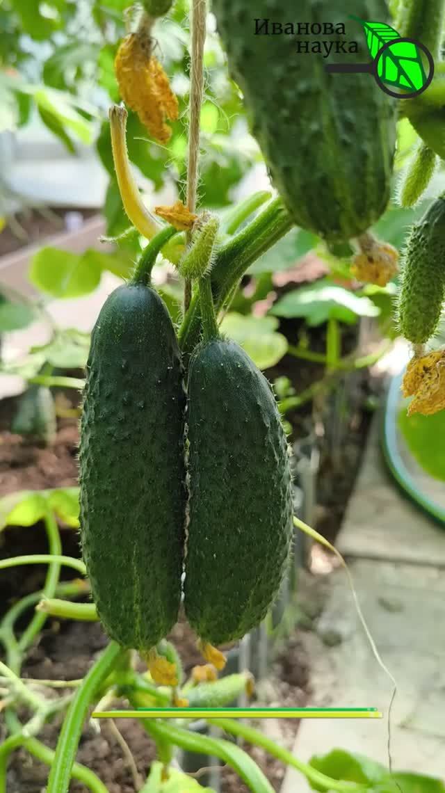 🥒 Огурцы плодоносят до МОРOЗОВ! 🥶 БЕЗ химии и удобрений! 🌿Заставить огурцы плодоносить без химии?
