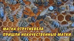 матка отрутневела пришли некачественные матки да