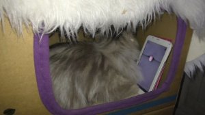 Бася играет на планшете с пальцем