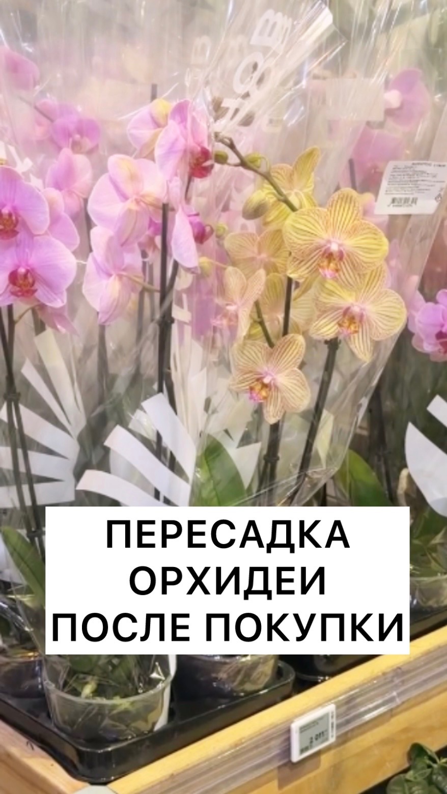 ПЕРЕСАЖИВАЮ ОРХИДЕЮ ПОСЛЕ ПОКУПКИ 🌺