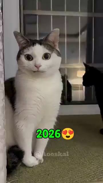 Dogs and cats are famous worldwide for their cuteness and humor (then and now).#shorts
