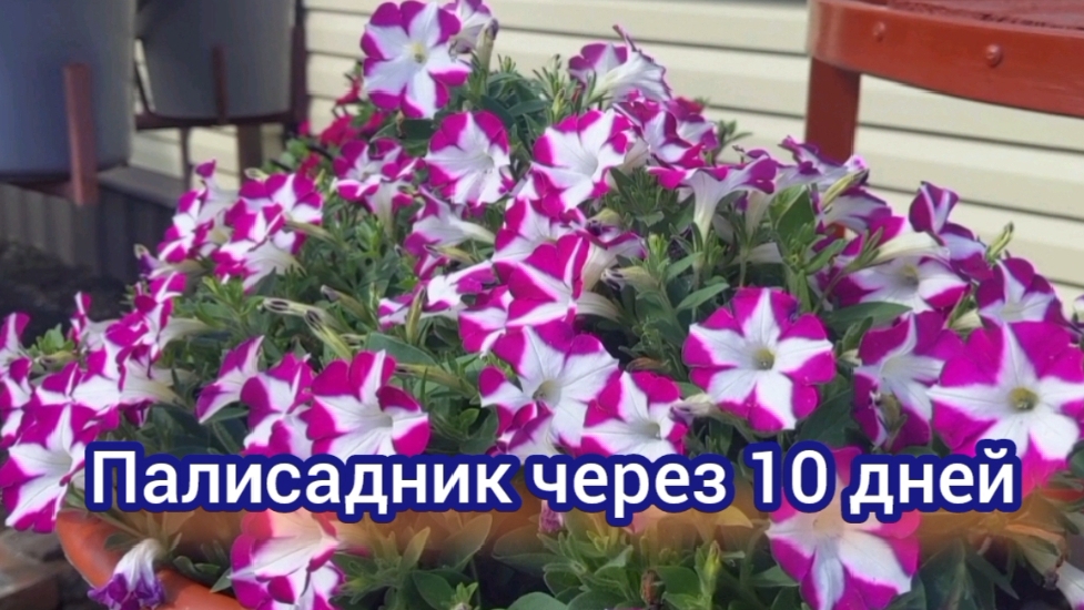 Мой палисадник . Прошло 10 дней , что изменилось. смотреть онлайн
