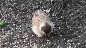 Воробьи - мои помощники на огороде