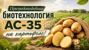 Обработка картофеля перед посадкой: 4 препарата для мощного урожая
