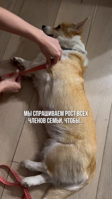 Зачем измерять собаку?