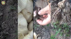 Чеснок Messidor готов? Правильное время выкопки