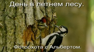 Фотоохота с Альбертом. День в летнем лесу.