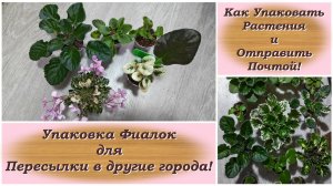 Как Упаковать Растения и Отправить Почтой! Упаковка Фиалок для Пересылки в другие города!