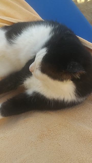 Обзор на кота🐱 смотреть онлайн