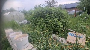 МОЙ НЕУХОЖЕННЫЙ ОГОРОД.  ДЕРЕВЕНСКАЯ ЖИЗНЬ.