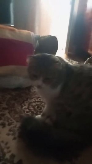 Кошачий друг