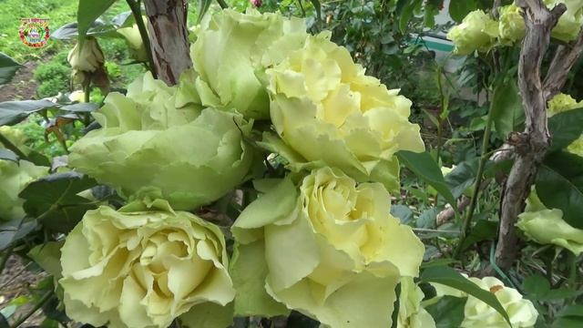 Агрогороскоп с 27 июня по 01 июля 2026: критические дни Полнолуния! смотреть онлайн