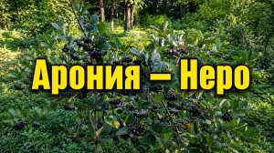 Арония Неро: идеальная ягода для вашего сада и огорода