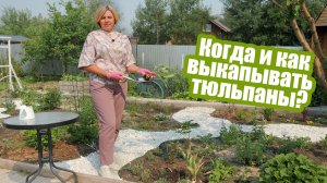Не забудьте выкопать тюльпаны летом!
