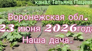 Растения огорода июня.🥒🍅Наша дача.