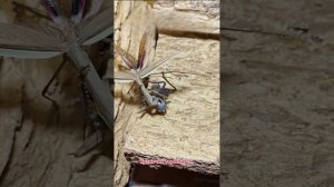 Арена насекомых: пятый бой — Серия 7
