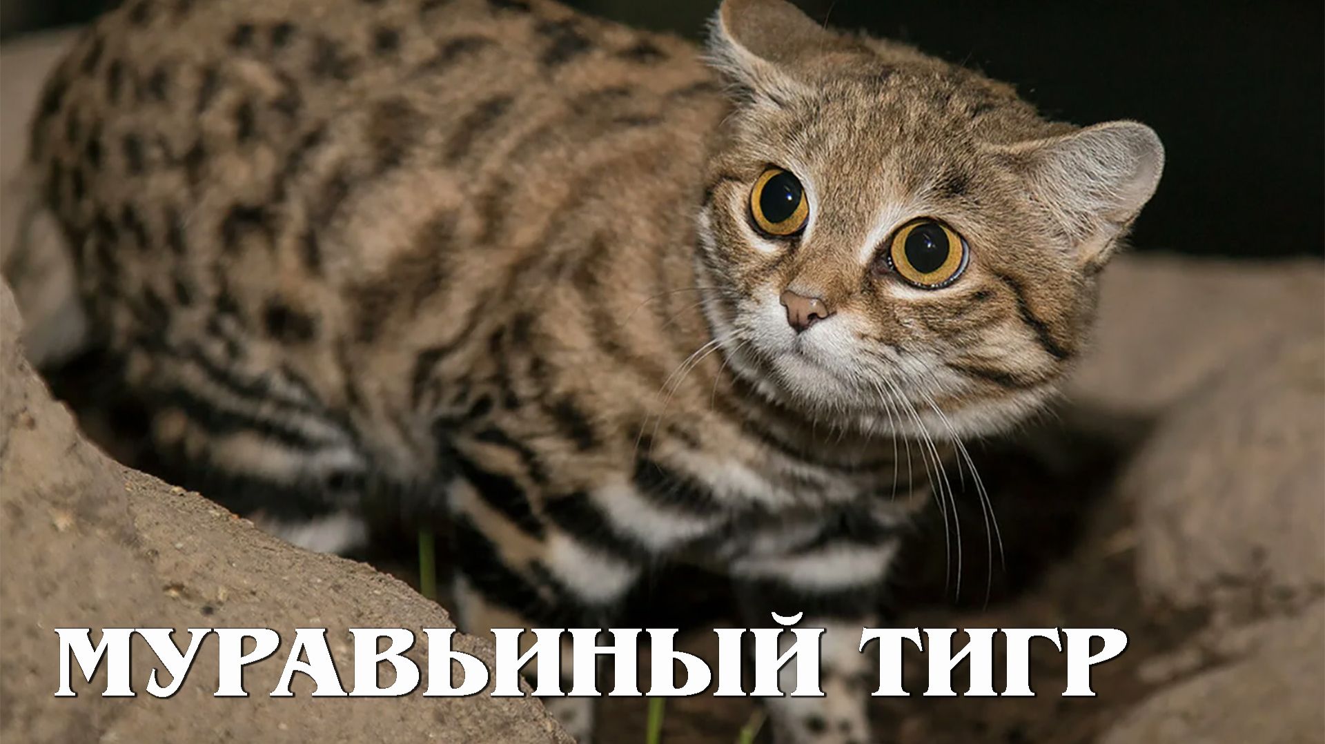 Хищники