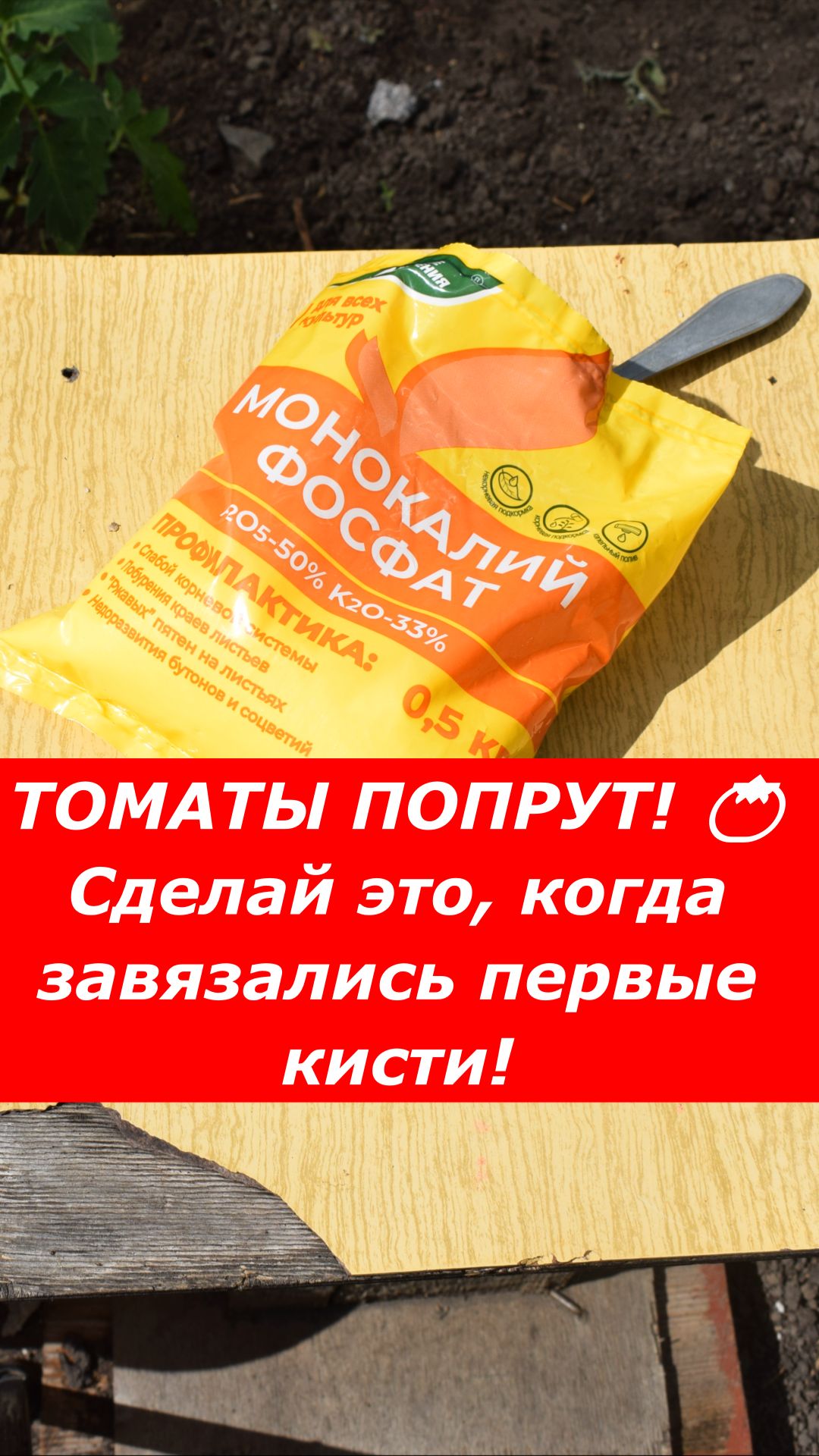 Что дать томатам, когда завязались первые кисти? Секретная подкормка!