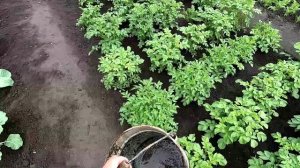 Подкормка огурцов и дынь