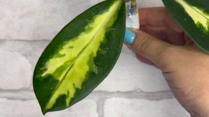 Посылка по обмену от Светланы🌿
