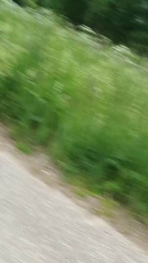 ролики