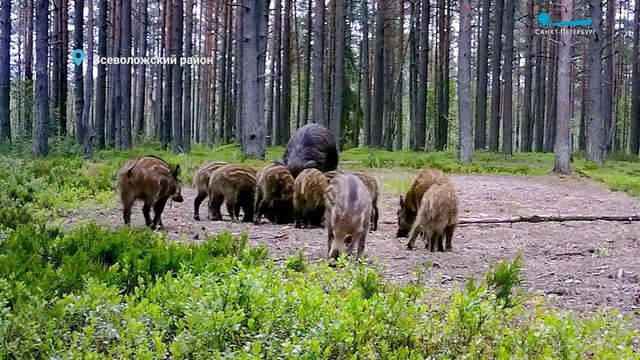 Ястребята подрастают, мамаша-героиня кабаниха учит обнаруживать ловушки, а лоси готовятся к турнирам