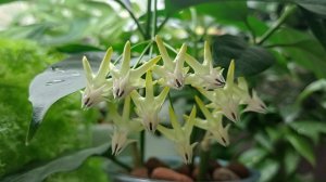 Комнатные растения🌿❤️Начинаю наводить порядок на полочках🪣