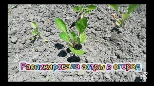 Астры распикировала в огород