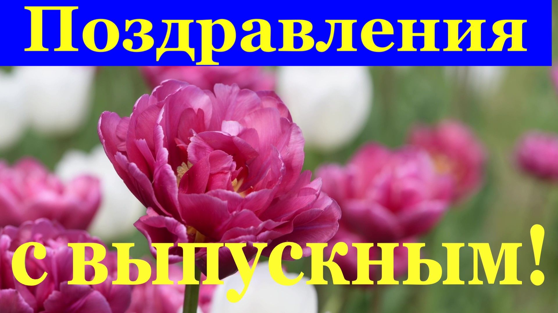 Поздравления с выпускным Вот и окончена школа, поздравляю!