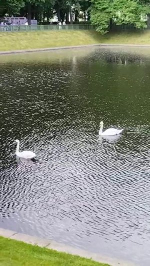 белые лебеди на пруду....