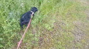 Деревенские будни🐕