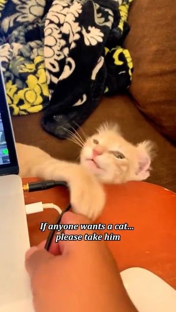 Коты-проказники