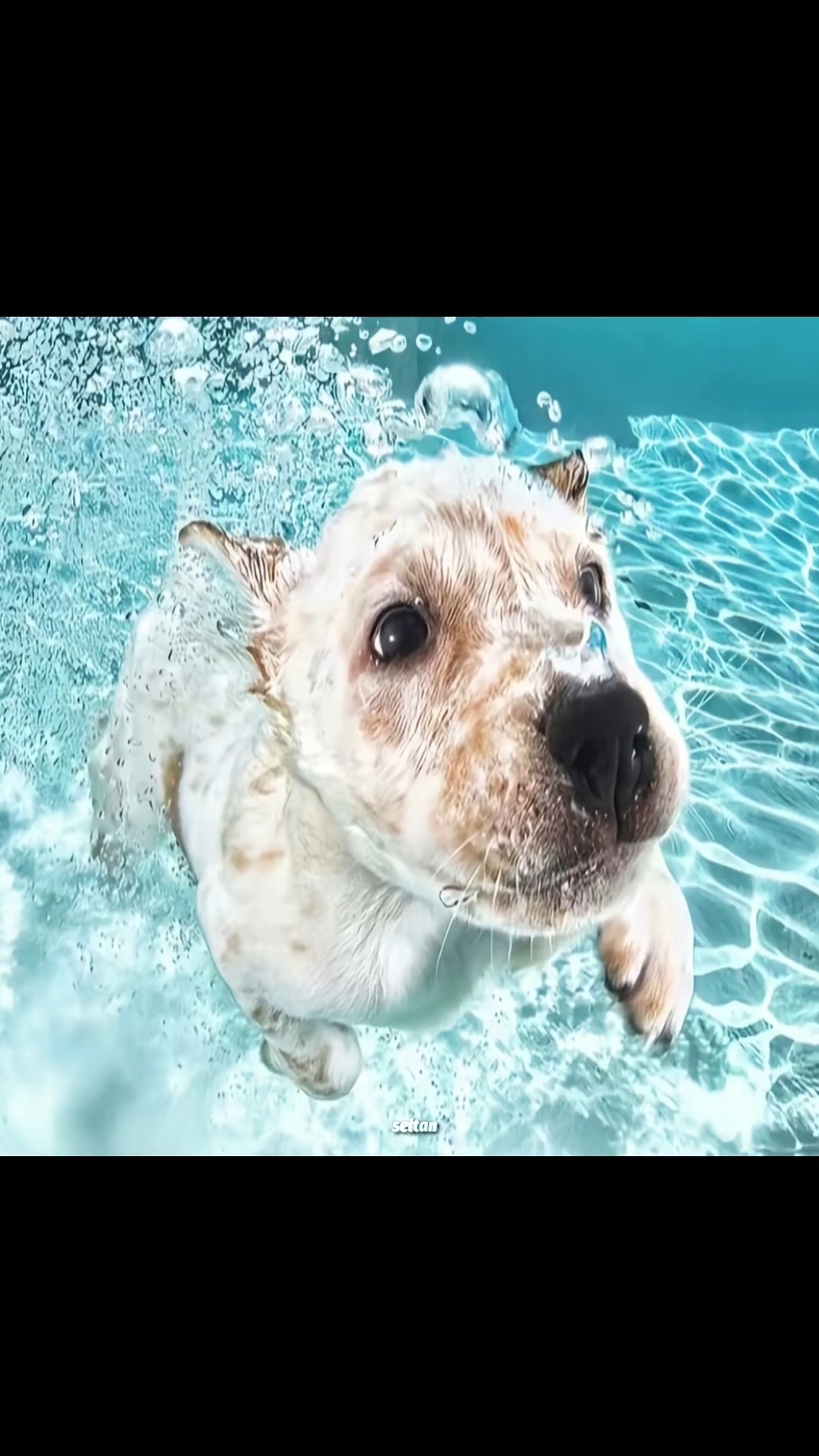 POV: Листаешь старые воспоминания... 🐶🥺 #шортс смотреть онлайн