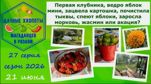 Первая клубника, ведро яблок мини, зацвела картошка,почистила тыквы,спеют яблоки, жасмин или акация?