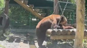 «Веселый танец» сочинского медведя оказался плохим сигналом для ученых