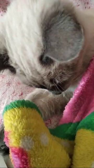 #shorts# Мой  котенок  Асяняl Приколы котаl Кошачьи забавыl Без кота и жизнь не таl Котомоменты