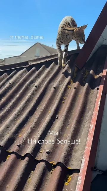 Полное видео уже в тг Mama_dzena! Корпоративы, праздники, заказываем 😆