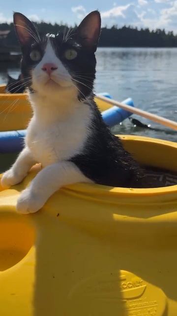 КОТОмаран