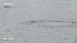 Более 35 лет под водой: брянский водолаз поделился опытом спасения людей