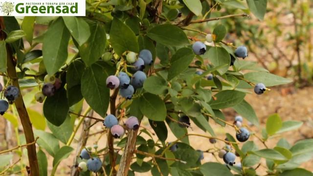 Голубика Блюджей - видео-обзор от Greensad