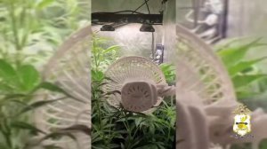 Полицейские изъяли 81 куст конопли и марихуану из подпольной оранжереи жителя Смоленской области