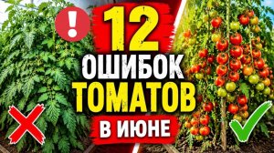 12 ОШИБОК С ТОМАТАМИ В ИЮНЕ, КОТОРЫЕ ЛИШАТ ВАС УРОЖАЯ!
