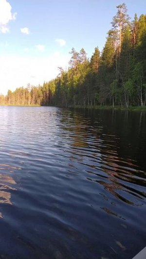 Красота лесных озёр! ☺