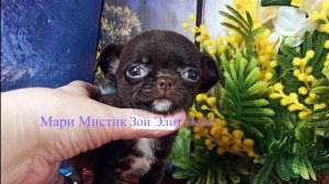 Щенячий РАЙ 6 серия #купить_щенка_чихуахуа_продаю +79215950848 Есть ДОСТАВКА
