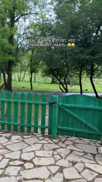 Олень лает