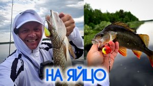 ЩУКА НА ЯЙЦО