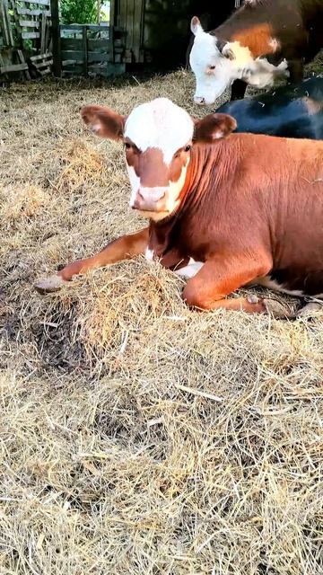 ВСЁ ПРОСТО ЗАШИБИСЬ! 😍🐮 Жизнь на ферме