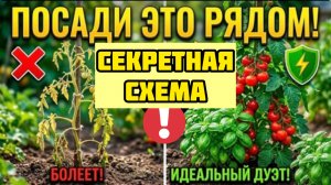 15 пар овощей, которые нельзя разлучать! Забытая схема посадки для защиты от вредителей.